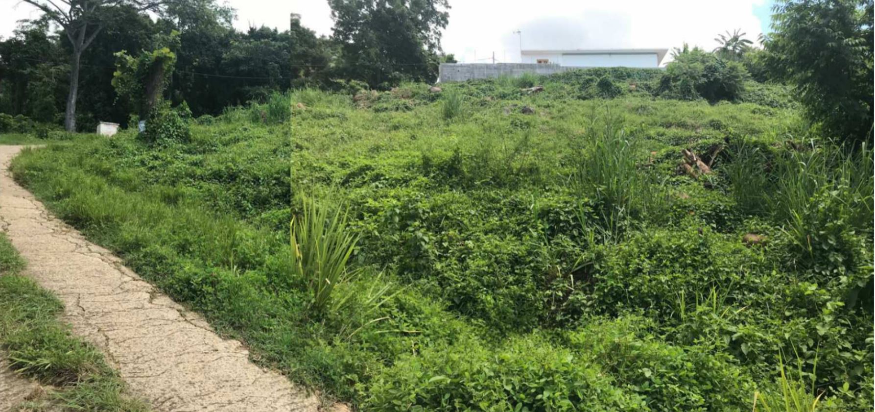 architecte guadeloupe